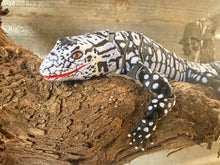3D Black and white Lizard