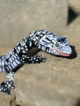 3D Black and white Lizard