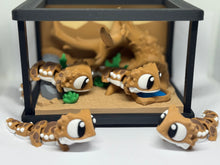 Bearded dragon aquarium set
