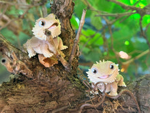 Cute Baby Beardie Duo – Adorable Collectable Figurines