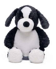 Boarder Collie Dog Teddy
