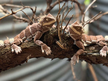 Terracotta Lizard – Articulated 3D Printed