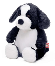 Boarder Collie Dog Teddy