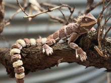 Terracotta Lizard – Articulated 3D Printed