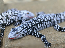 3D Black and white Lizard