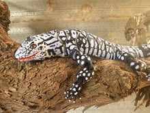 3D Black and white Lizard