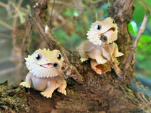 Cute Baby Beardie Duo – Adorable Collectable Figurines