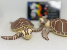 3D Cocoa the Sea Turtle