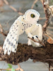 Articulated Snowy Owl – Magical 3D Printed Collectible